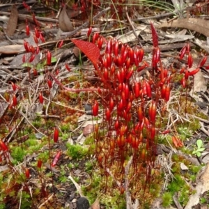 Rosulabryum sp. at Gossan Hill - 11 Oct 2020 12:36 PM