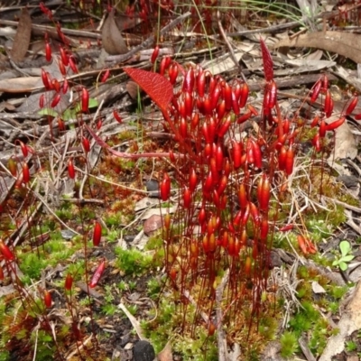 Rosulabryum sp. (A moss) at Point 5827 - 11 Oct 2020 by JanetRussell