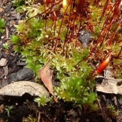 Rosulabryum sp. at Gossan Hill - 11 Oct 2020