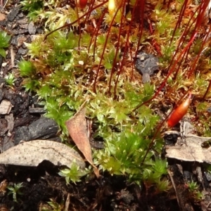 Rosulabryum sp. at Gossan Hill - 11 Oct 2020