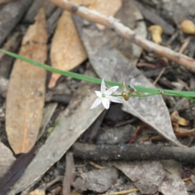 Caesia parviflora (Pale Grass-lily) at Mallacoota, VIC - 24 Sep 2017 by Liam.m