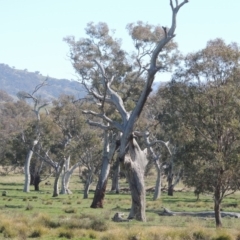 Eucalyptus sp. (dead tree) (Dead Hollow-bearing Eucalypt) at Lanyon - northern section A.C.T. - 26 Aug 2020 by MichaelBedingfield