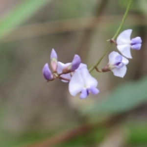 Glycine sp. at Mallacoota, VIC - 25 Oct 2017