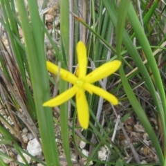 Hypoxis sp. at Mallacoota, VIC - 28 Oct 2017 by Liam.m