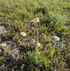 Leucochrysum albicans subsp. tricolor (Hoary Sunray) at Holt, ACT - 11 Oct 2020 by MattM