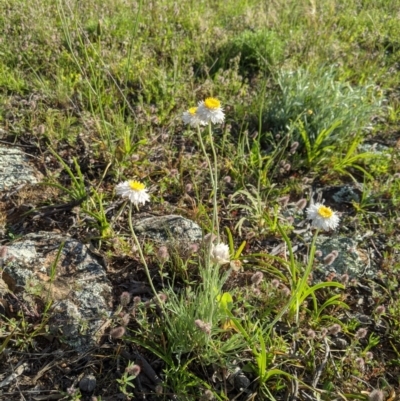 Leucochrysum albicans subsp. tricolor (Hoary Sunray) at Holt, ACT - 11 Oct 2020 by MattM