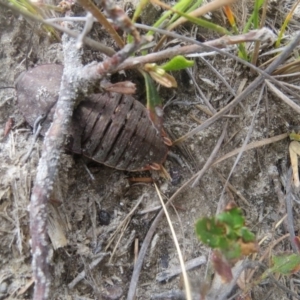 Polyzosteria aenea at Mallacoota, VIC - 27 Sep 2017