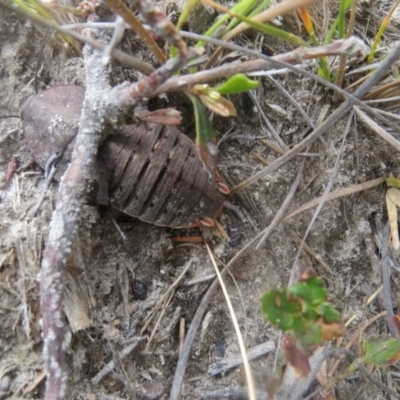 Polyzosteria aenea (Pink-tailed heath cockroach) at Mallacoota, VIC - 27 Sep 2017 by Liam.m