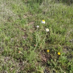 Leucochrysum albicans subsp. tricolor (Hoary Sunray) at Holt, ACT - 11 Oct 2020 by MattM