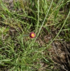 Leucochrysum albicans subsp. tricolor at Holt, ACT - 11 Oct 2020