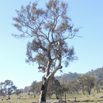 Eucalyptus blakelyi (Blakely's Red Gum) at Gordon, ACT - 26 Aug 2020 by michaelb