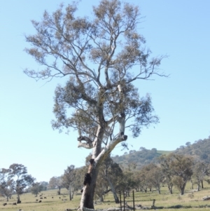 Eucalyptus blakelyi at Gordon, ACT - 26 Aug 2020