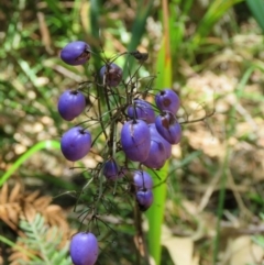 Dianella sp. (Flax Lily) at Mallacoota, VIC - 28 Sep 2017 by Liam.m