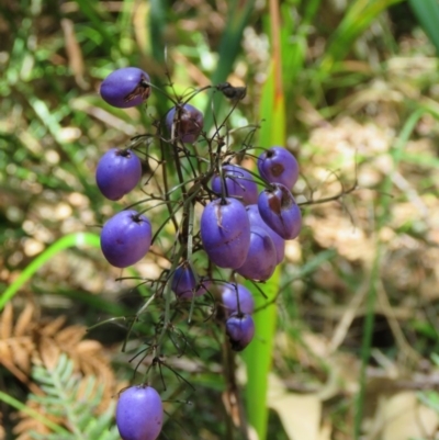 Dianella (genus) (Flax Lily) at Mallacoota, VIC - 28 Sep 2017 by Liam.m
