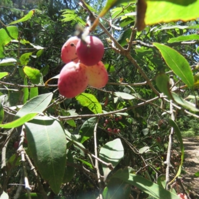 Notelaea venosa (Large Mock Olive) at Mallacoota, VIC - 23 Sep 2017 by Liam.m