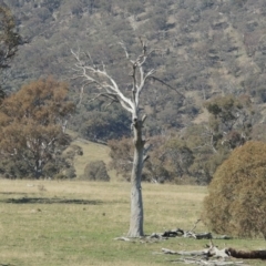 Eucalyptus sp. (dead tree) (Dead Hollow-bearing Eucalypt) at Gordon, ACT - 26 Aug 2020 by MichaelBedingfield