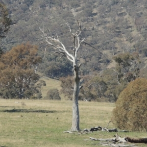 Eucalyptus sp. (dead tree) at Gordon, ACT - 26 Aug 2020 02:52 PM