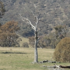 Eucalyptus sp. (dead tree) (Dead Hollow-bearing Eucalypt) at Gordon, ACT - 26 Aug 2020 by michaelb