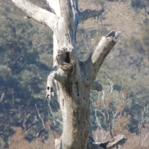 Eucalyptus sp. (dead tree) at Gordon, ACT - 26 Aug 2020 02:52 PM