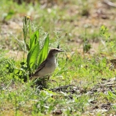 Lalage tricolor (White-winged Triller) at Majura, ACT - 10 Oct 2020 by RodDeb