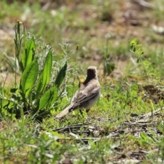 Lalage tricolor at Majura, ACT - 10 Oct 2020