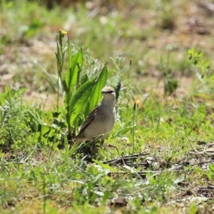 Lalage tricolor at Majura, ACT - 10 Oct 2020 01:46 PM