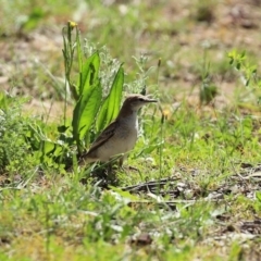 Lalage tricolor at Majura, ACT - 10 Oct 2020 01:46 PM