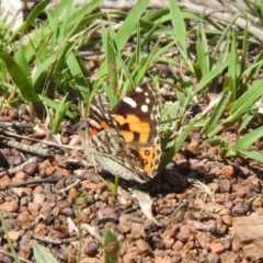 Vanessa kershawi (Australian Painted Lady) at Majura, ACT - 10 Oct 2020 by RodDeb