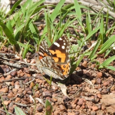 Vanessa kershawi (Australian Painted Lady) at Mount Ainslie - 10 Oct 2020 by RodDeb
