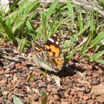 Vanessa kershawi (Australian Painted Lady) at Majura, ACT - 10 Oct 2020 by RodDeb