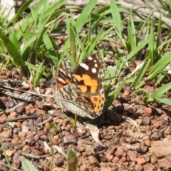 Vanessa kershawi (Australian Painted Lady) at Mount Ainslie - 10 Oct 2020 by RodDeb