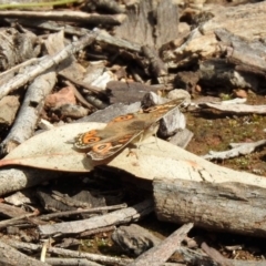 Junonia villida (Meadow Argus) at Campbell Park Woodland - 10 Oct 2020 by RodDeb