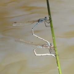 Austrolestes aridus (Inland Ringtail) at Mount Ainslie - 10 Oct 2020 by RodDeb