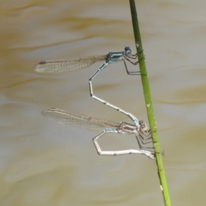 Austrolestes aridus at Majura, ACT - 10 Oct 2020