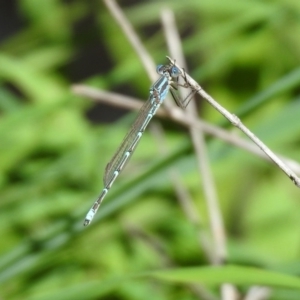 Austrolestes aridus at Majura, ACT - 10 Oct 2020