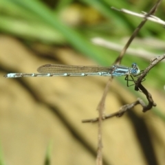 Austrolestes aridus at Majura, ACT - 10 Oct 2020