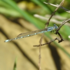 Austrolestes aridus at Majura, ACT - suppressed