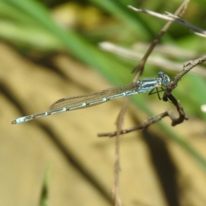 Austrolestes aridus at Majura, ACT - 10 Oct 2020