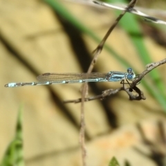 Austrolestes aridus at Majura, ACT - 10 Oct 2020