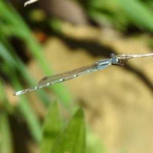 Austrolestes aridus at Majura, ACT - 10 Oct 2020