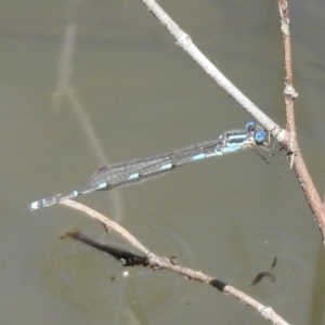 Austrolestes leda at Majura, ACT - 10 Oct 2020