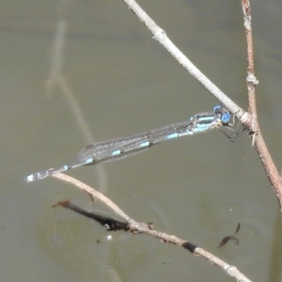 Austrolestes leda (Wandering Ringtail) at Majura, ACT - 10 Oct 2020 by RodDeb