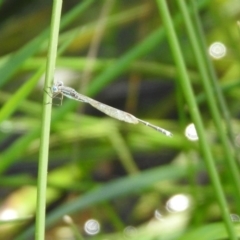 Austrolestes leda at Majura, ACT - 10 Oct 2020