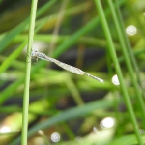 Austrolestes leda at Majura, ACT - 10 Oct 2020