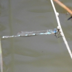 Austrolestes leda at Majura, ACT - 10 Oct 2020