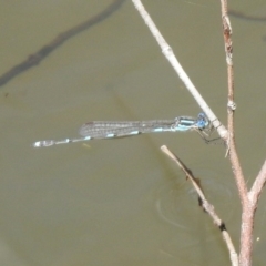 Austrolestes leda at Majura, ACT - 10 Oct 2020