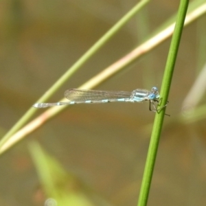 Austrolestes leda at Majura, ACT - 10 Oct 2020 12:33 PM