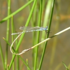 Austrolestes leda at Majura, ACT - 10 Oct 2020 12:33 PM