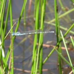 Austrolestes leda at Majura, ACT - 10 Oct 2020 12:33 PM