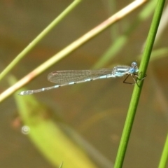 Austrolestes leda at Majura, ACT - 10 Oct 2020 12:33 PM